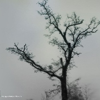 qu nian dong tian de bei jing StevensLast_winter_in_Beijing