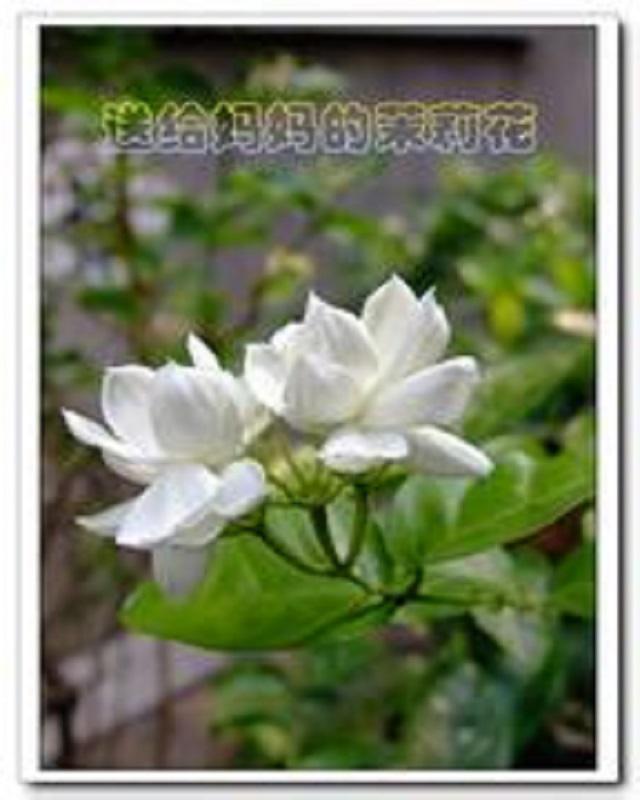 ma shi wo xin zhong de mo li hua