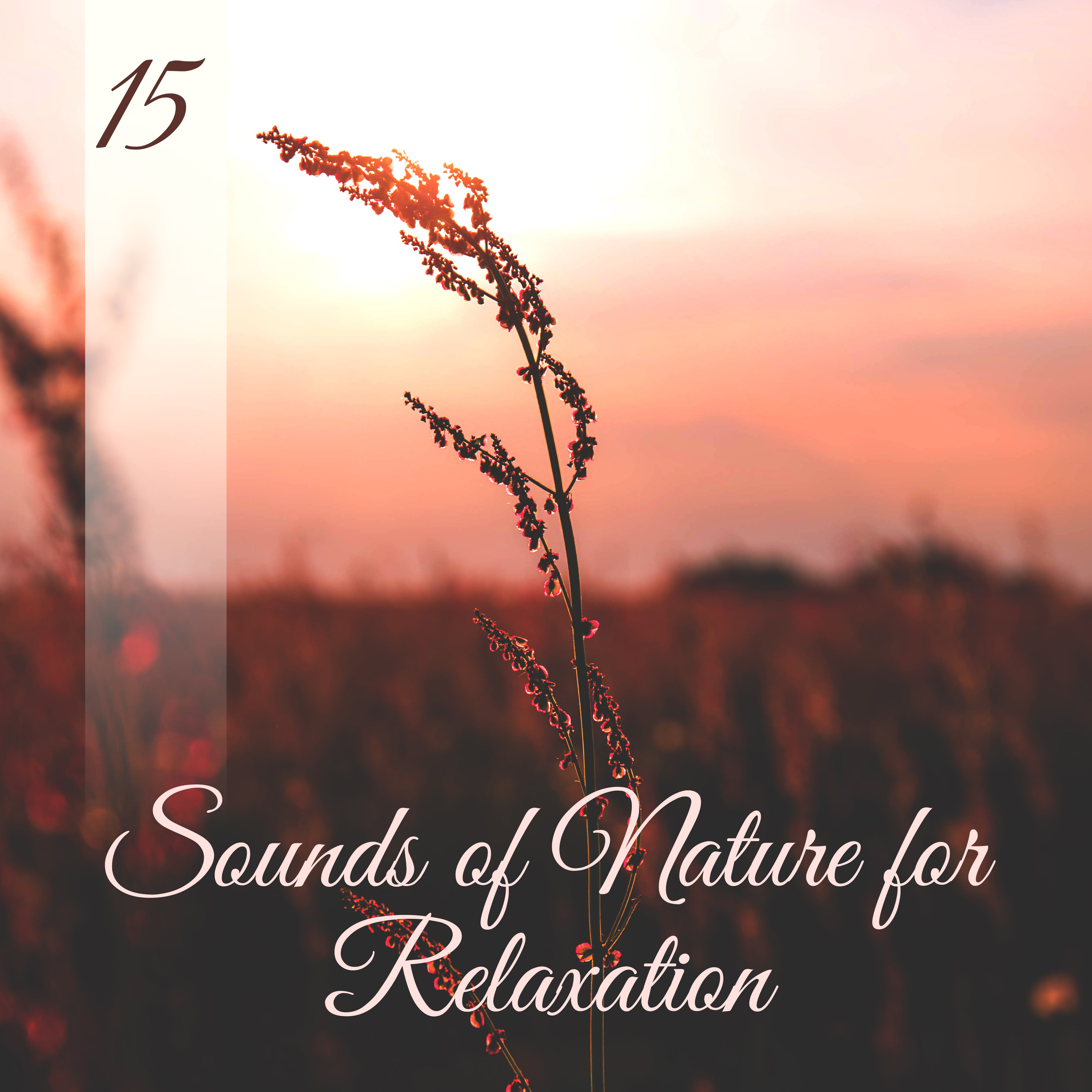 15 Sounds of Nature for Relaxation