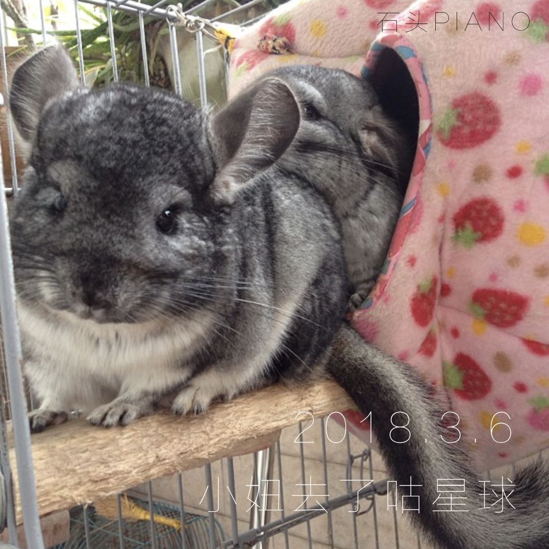 shi tou gang qin 3 yue 6 ri, xiao niu hui gu xing qiu le