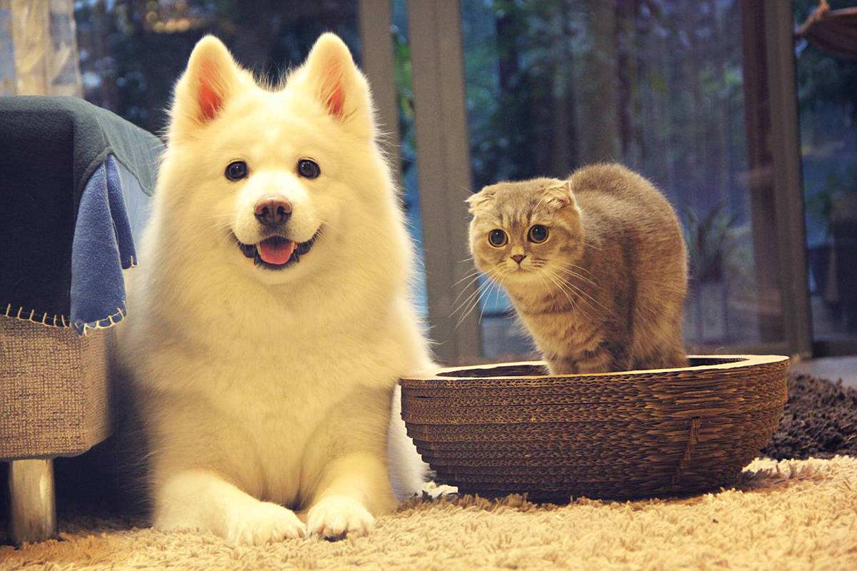 hai mian bao bao Cover: hui yin ge Cover