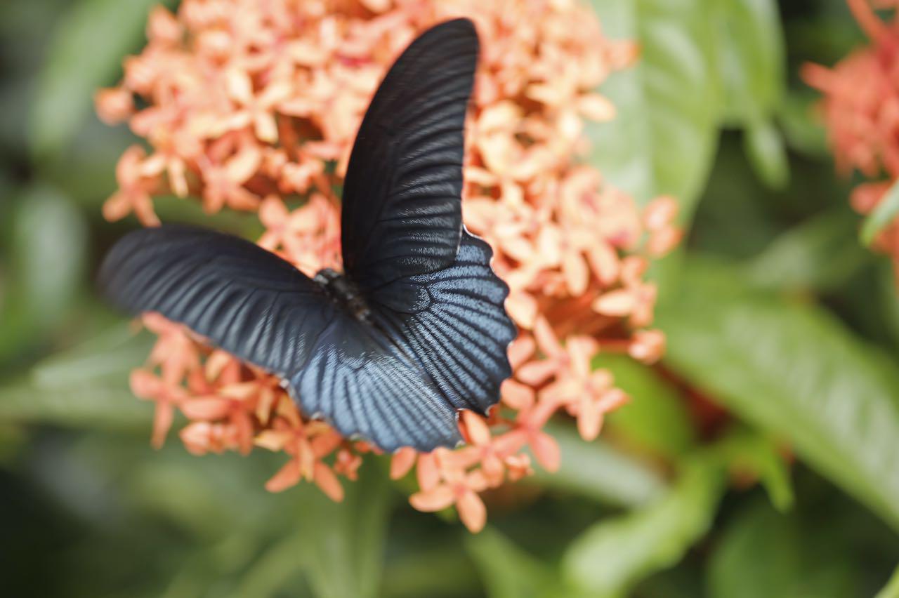 yu ge zi lin hua lao shi zuo pin