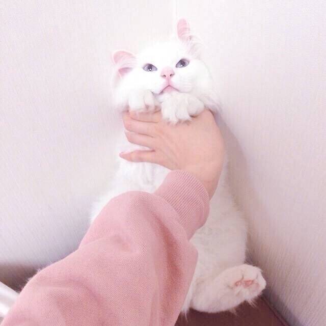 xin yuan fan zi si ge nv sheng