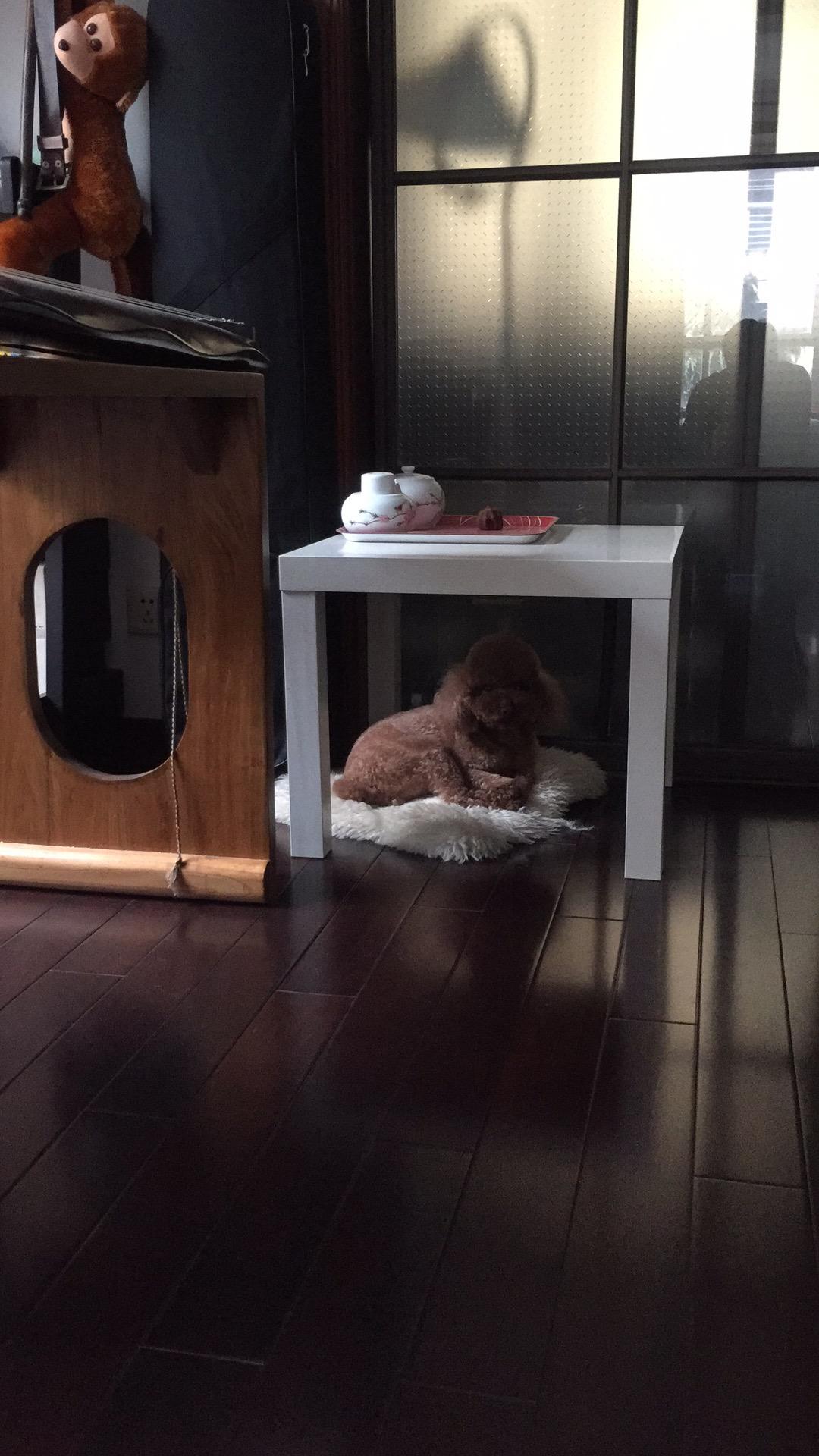 qing ge cover liang jing ru