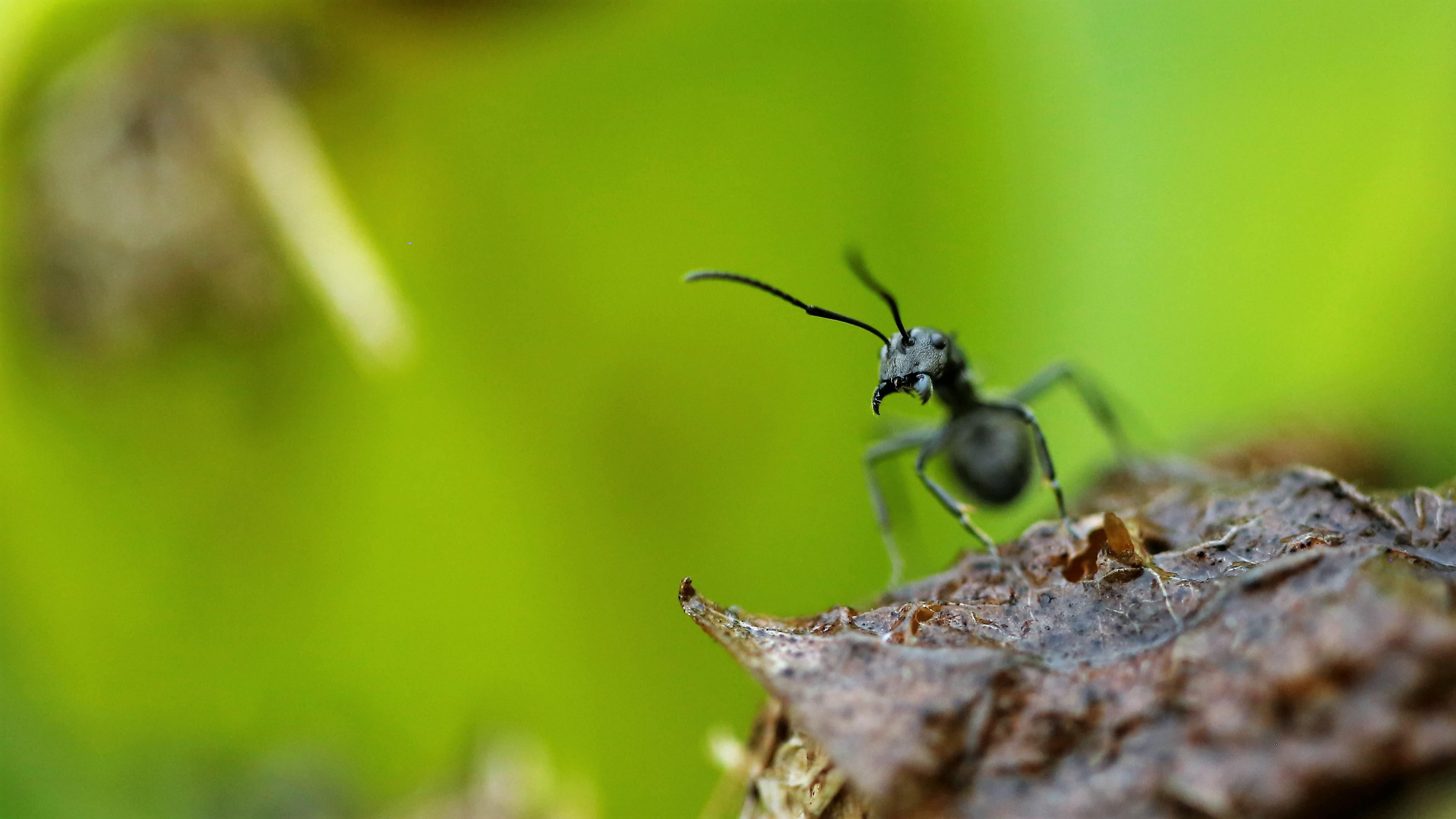 jian yang mao lin hua lao shi zuo pin