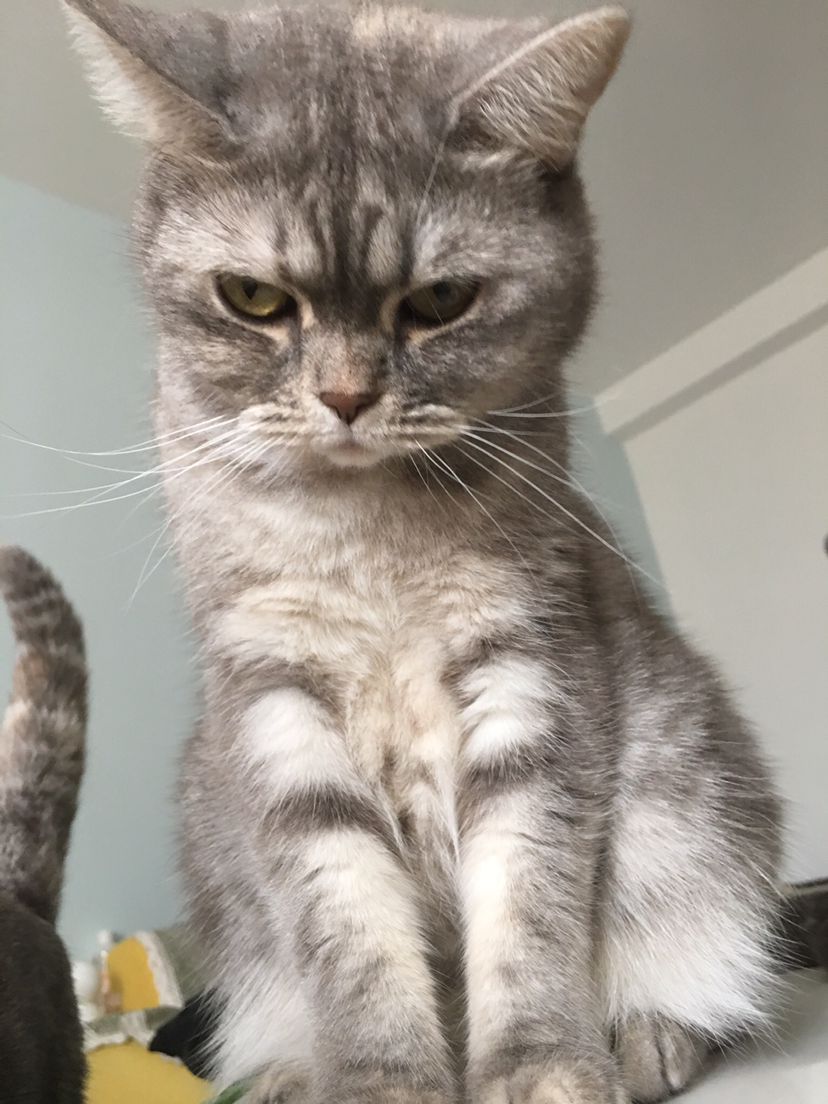 Paranoid Doll fan zi Gackt