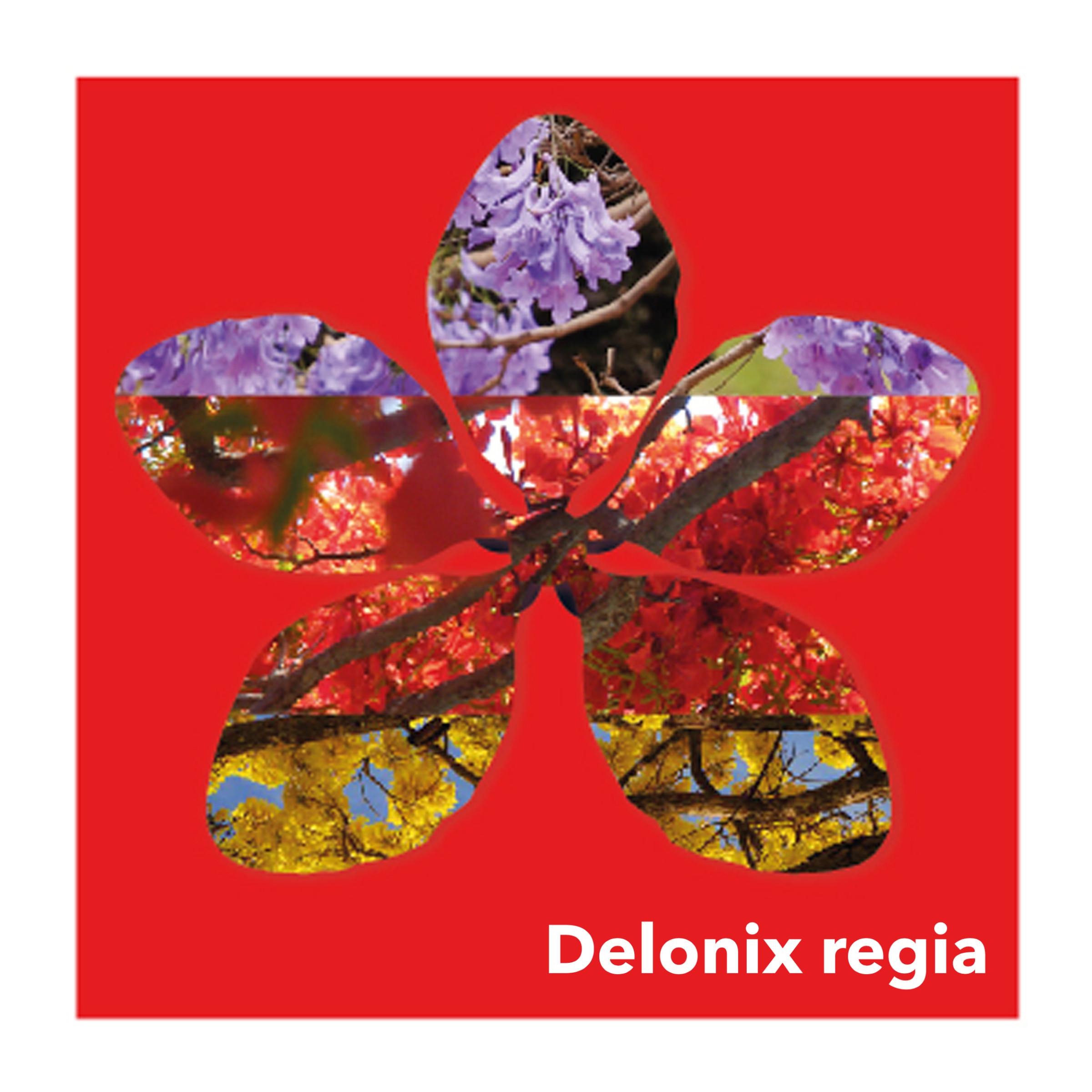Delonix Regia