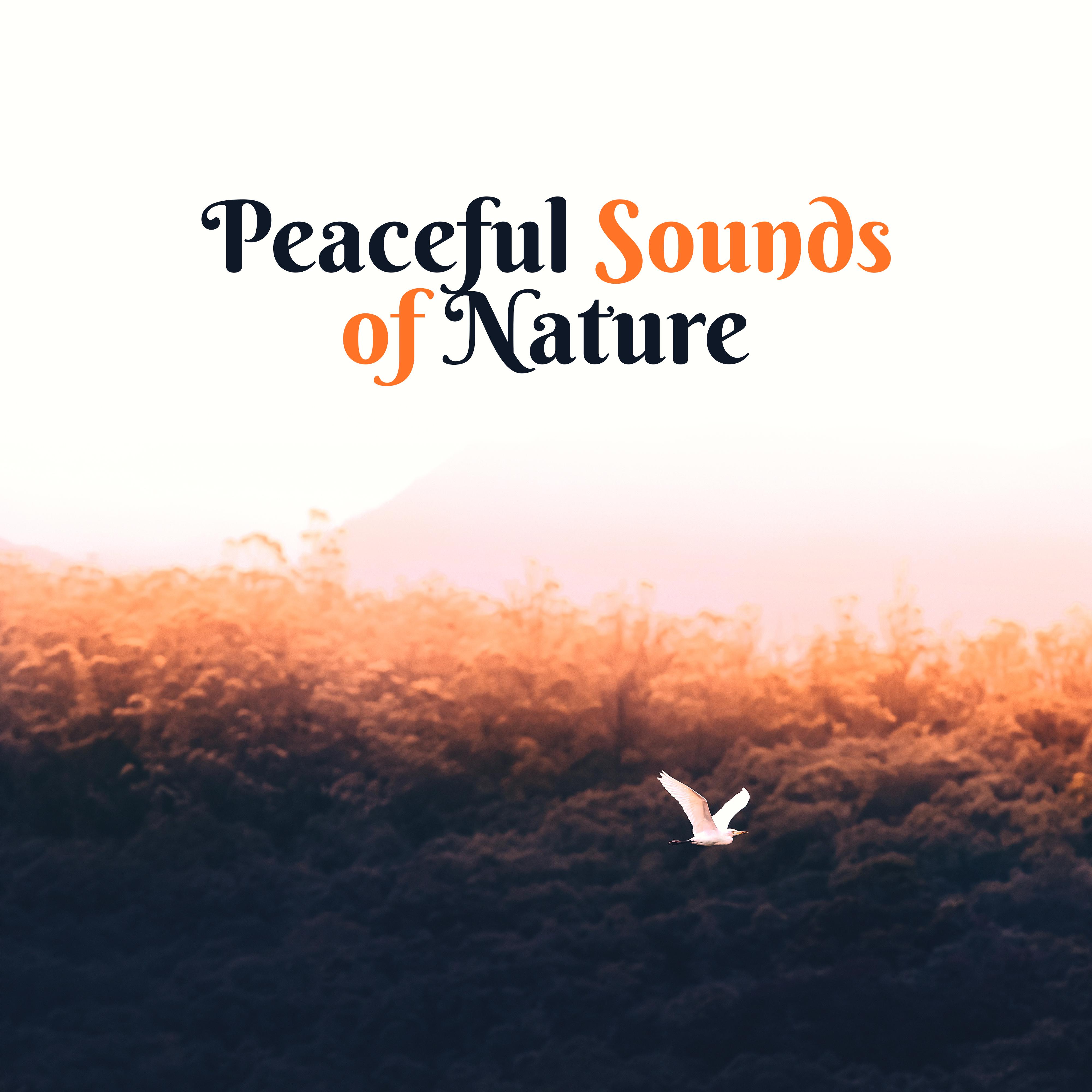 Peaceful Sounds of Nature  Easy Listening, Sounds to Calm Down, Relaxing Melodies, Nature Relaxation