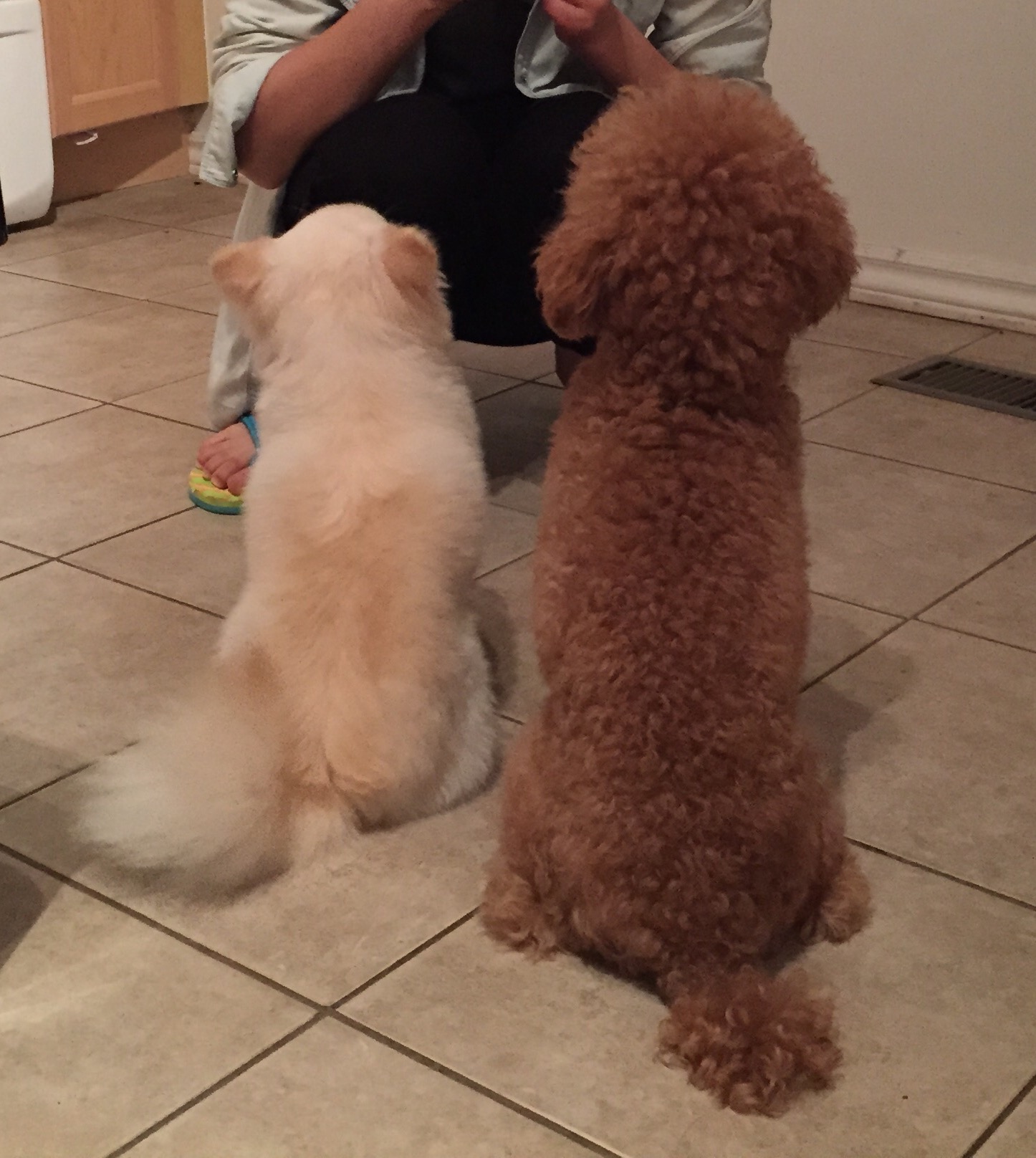 tian shi! fan zi fang ke hou