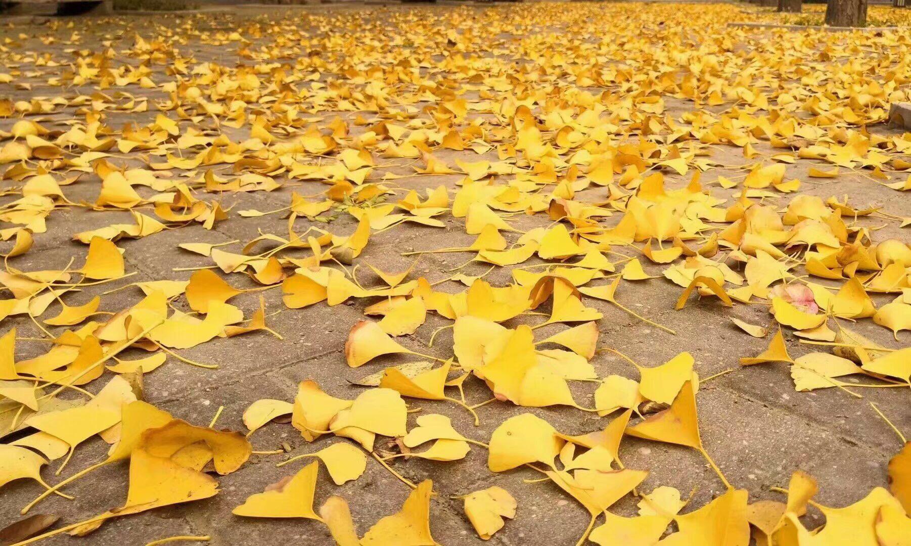 Autumn Leaves