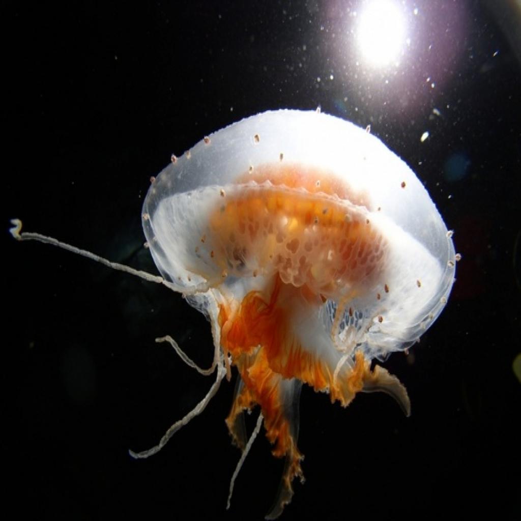 Los Poderes (Kingdom Remix)