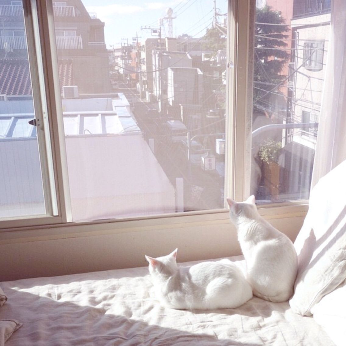 hao xiang diao jin ai qing hai li Cover: zhao lu si