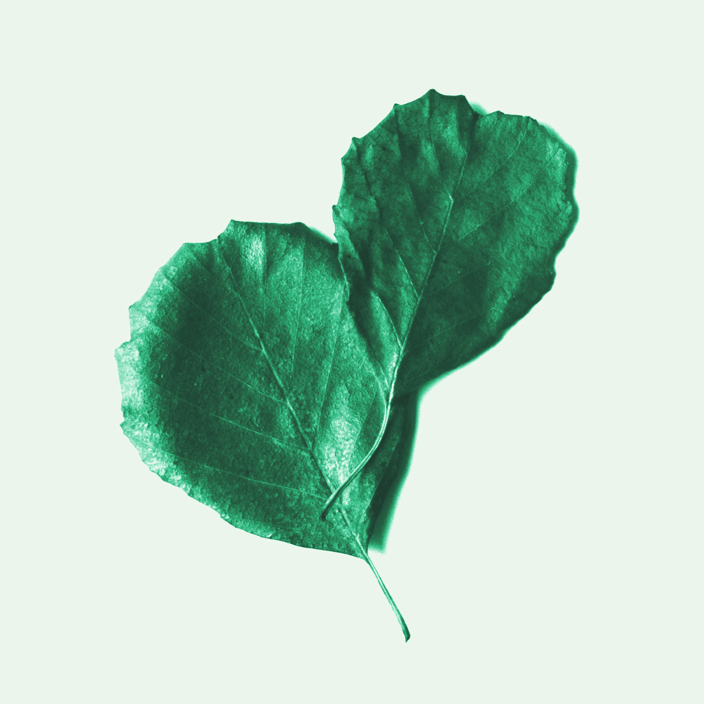 Le chant des sire nes