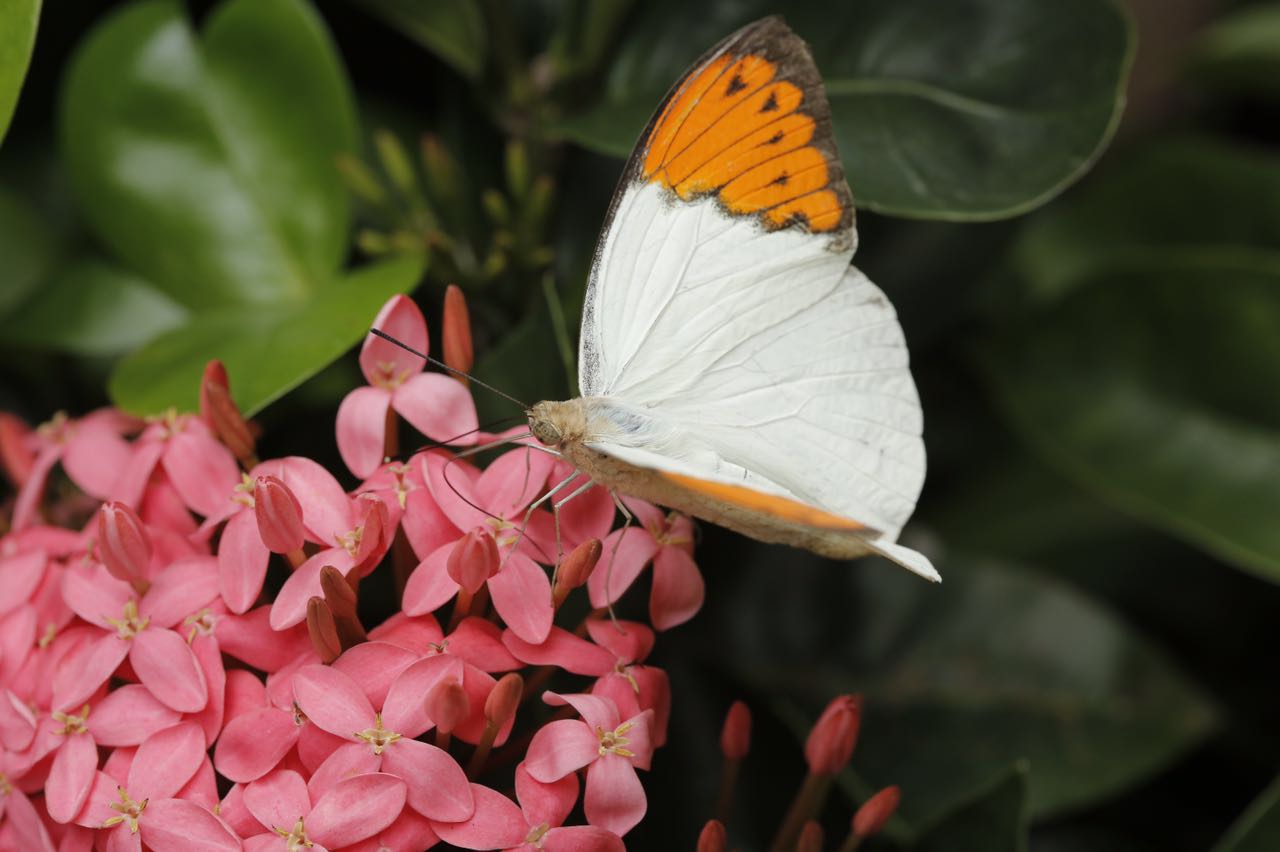 cai yun zhui yue zhu liang zhen lao shi zuo pin