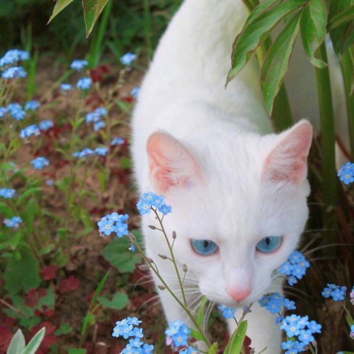 da er wen fan zi cai jian ya