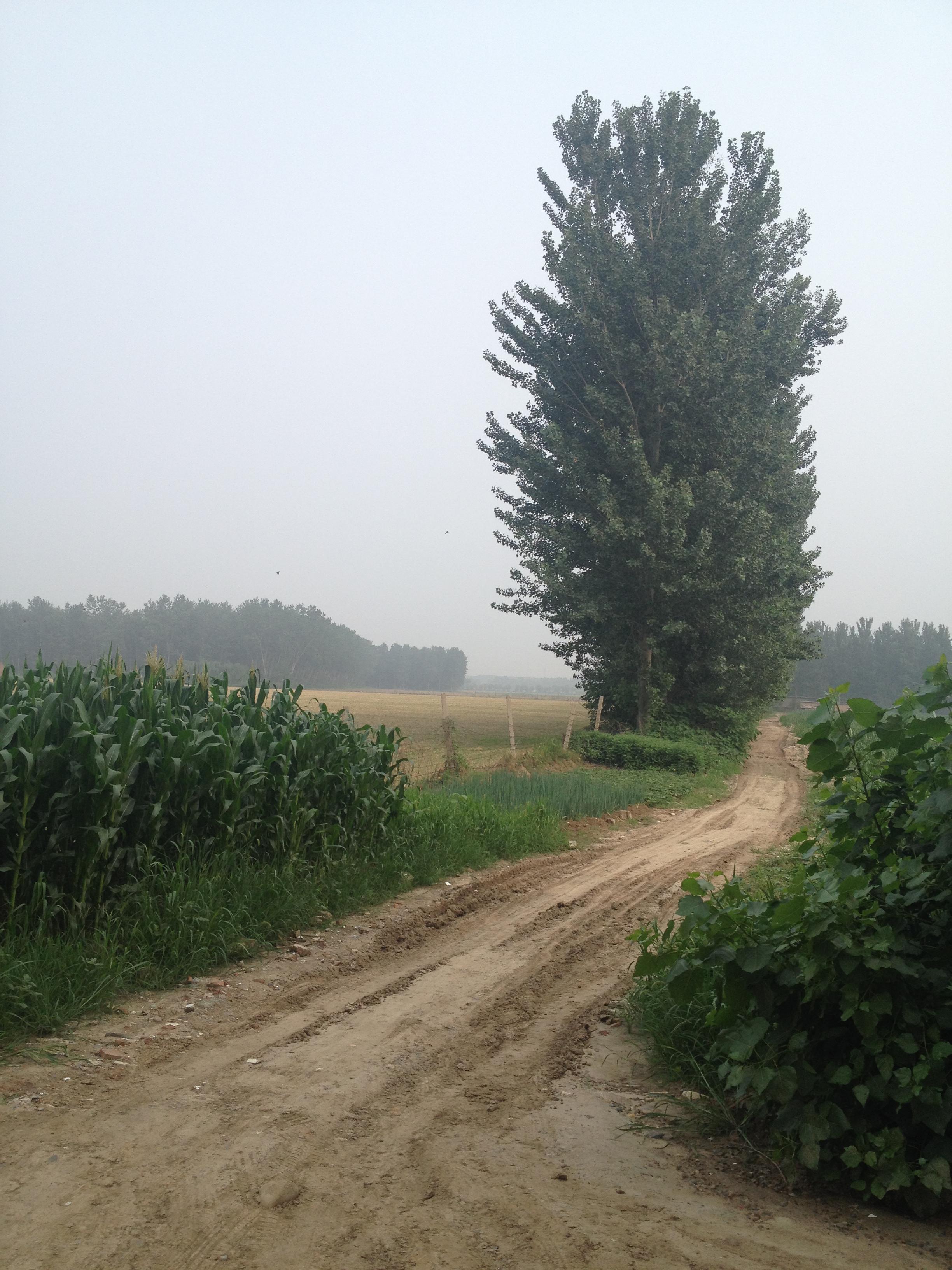 hua kai si ji zhi qing chun de rong guang