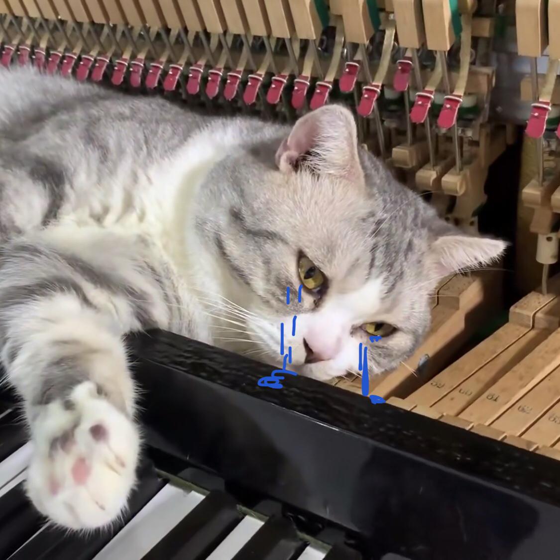 gang qin Lemon fan zi mi jin xuan shi