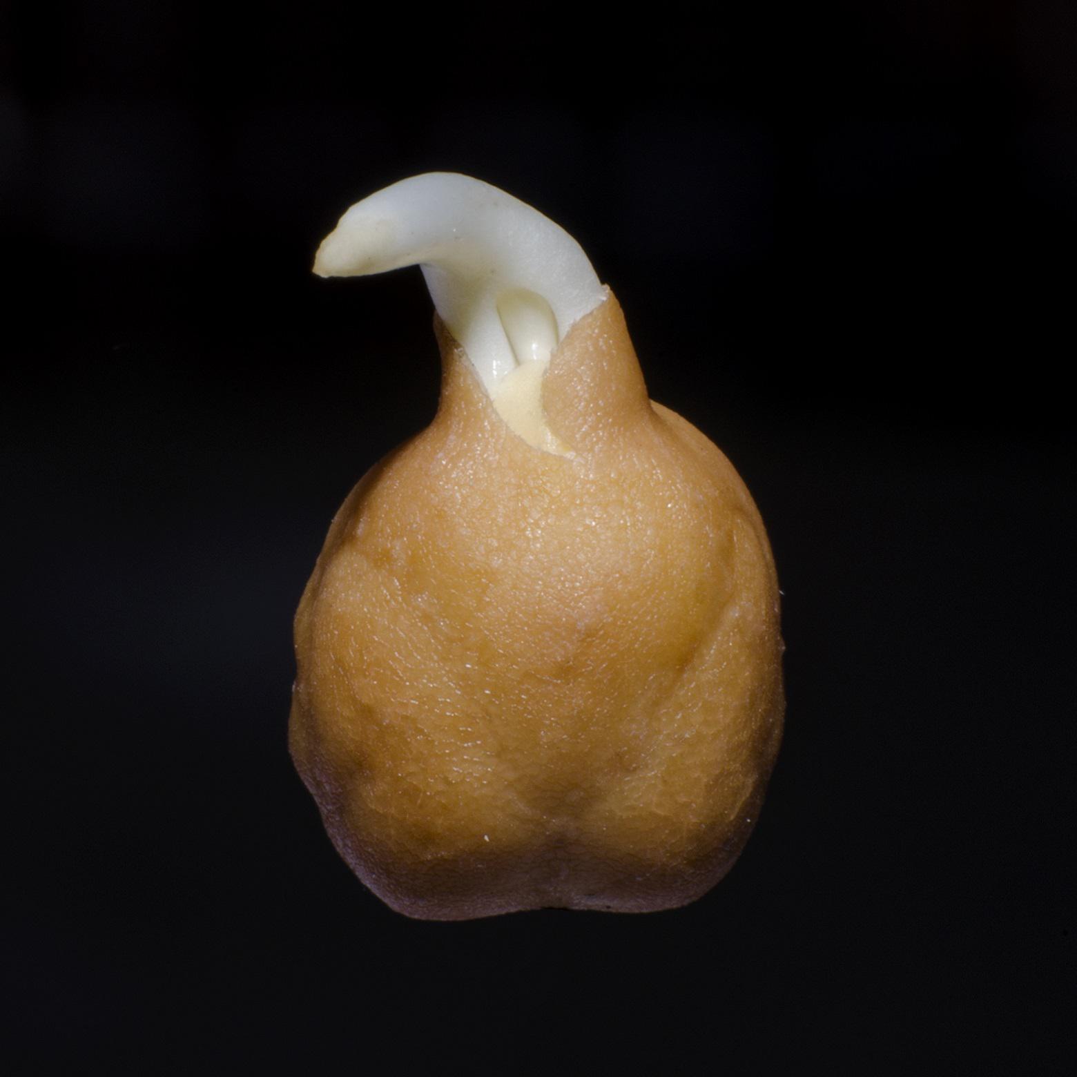 Garbanzo Of Power (remix)