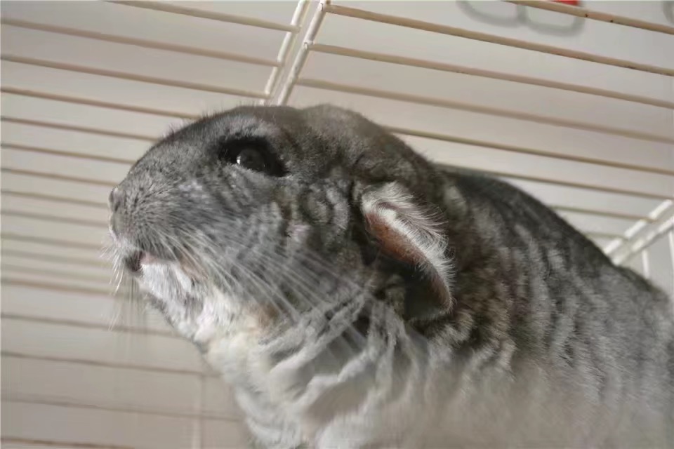 10 yue 7 ri ha lou hui gu xing qiu le