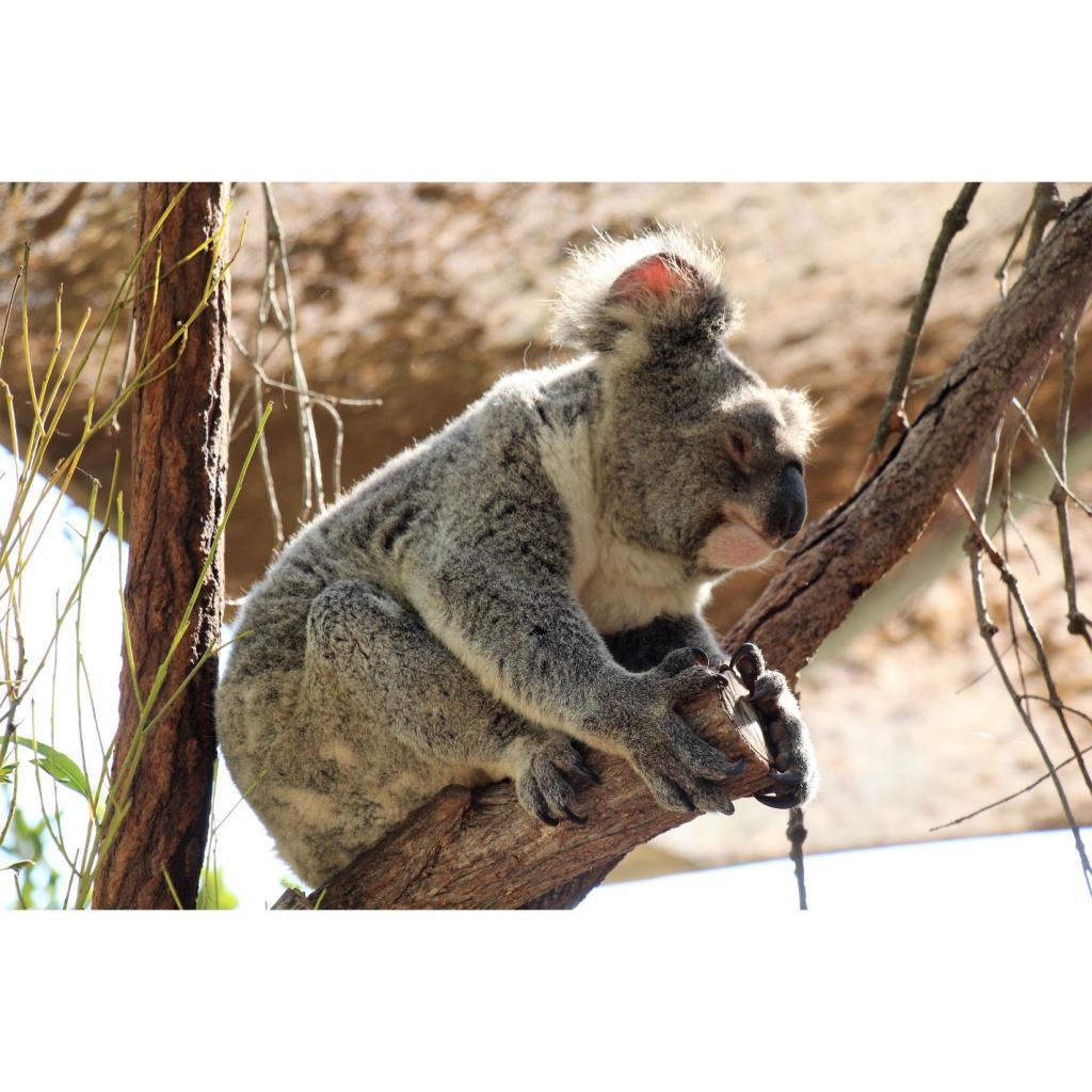 Prelude and Chaconne