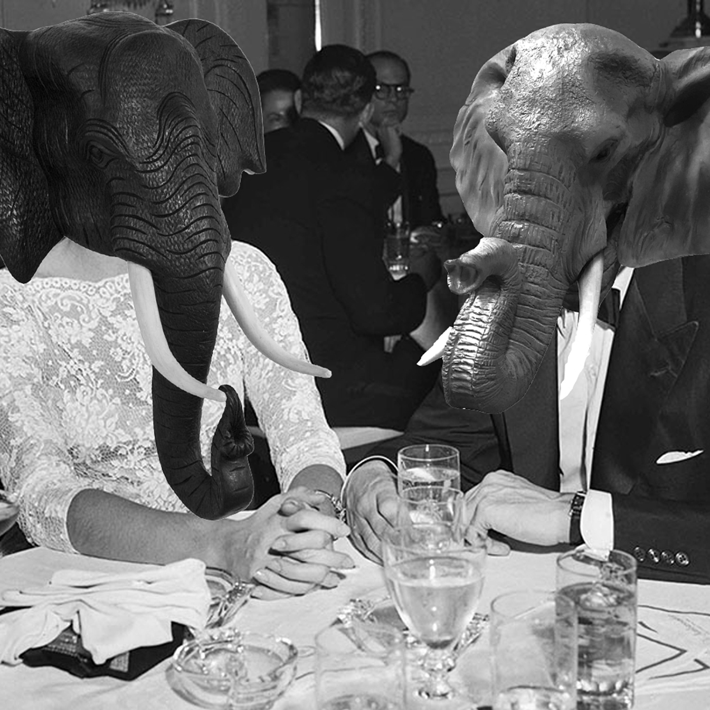 Dapper Elephants Moan over Supper