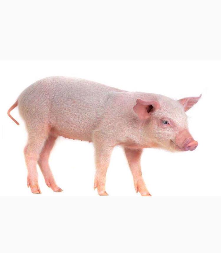 ji xu feng yu fan zi luo wen