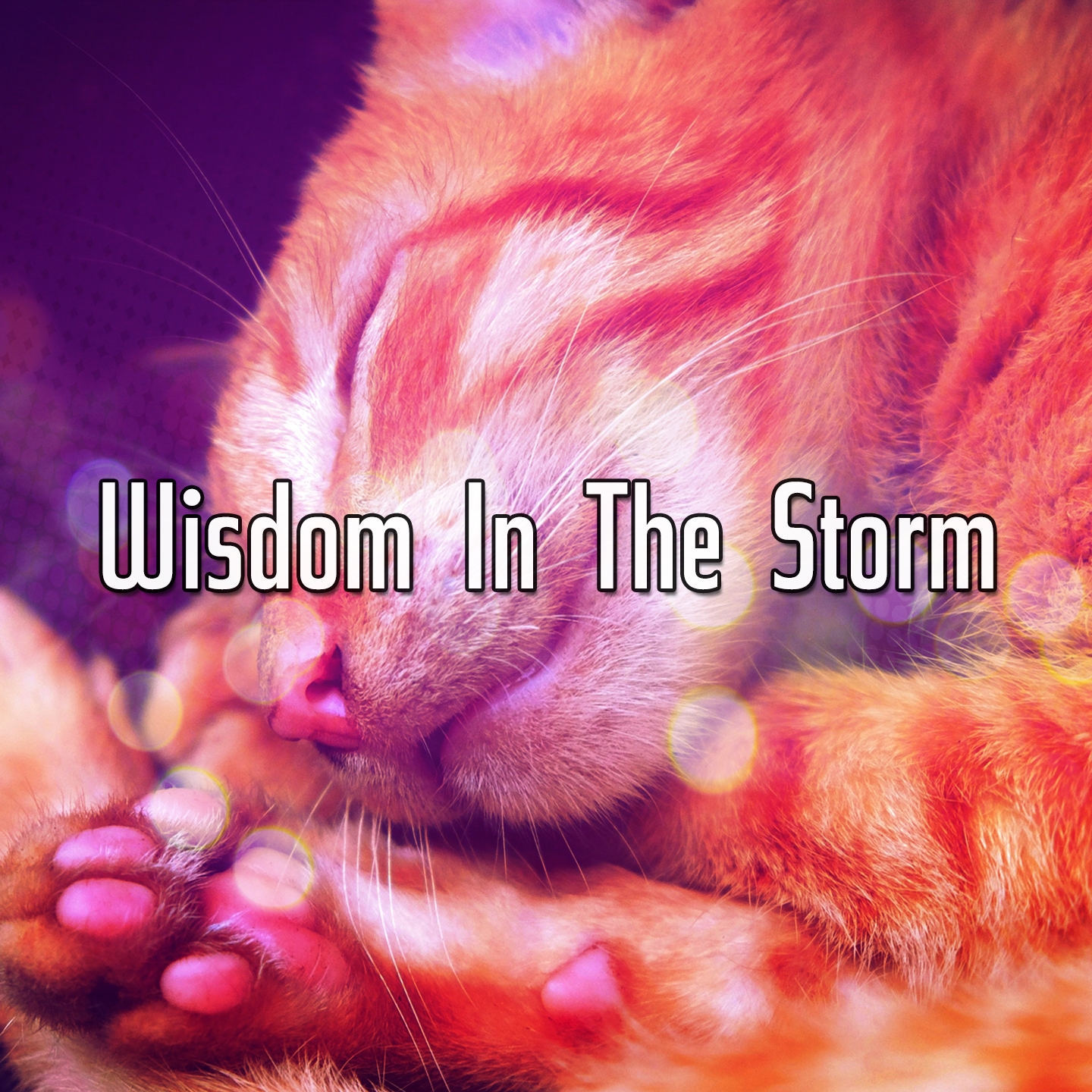 Wisdom In The Storm