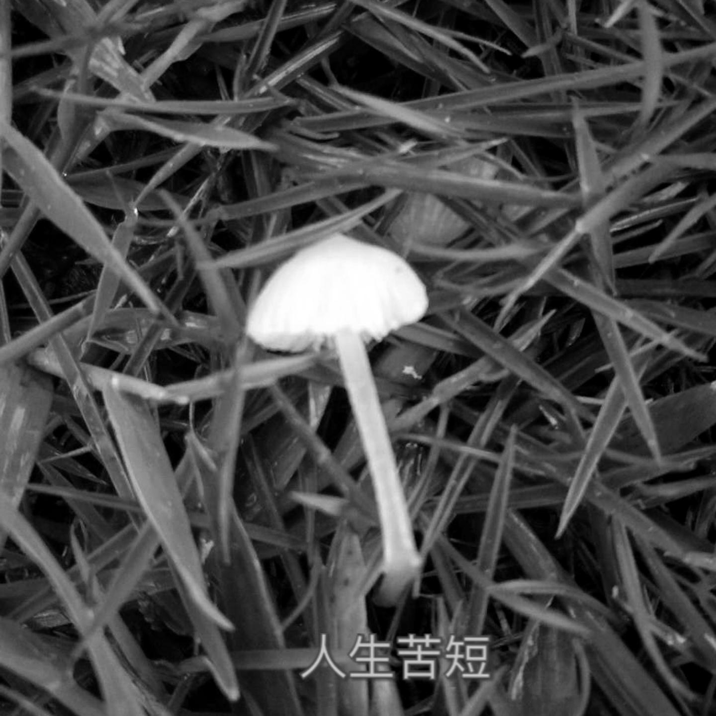 Mobb Deep ren sheng ku duan CA H M remix