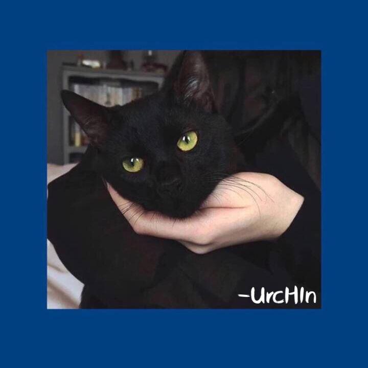 zuo wo de mao fan zi man shu ke