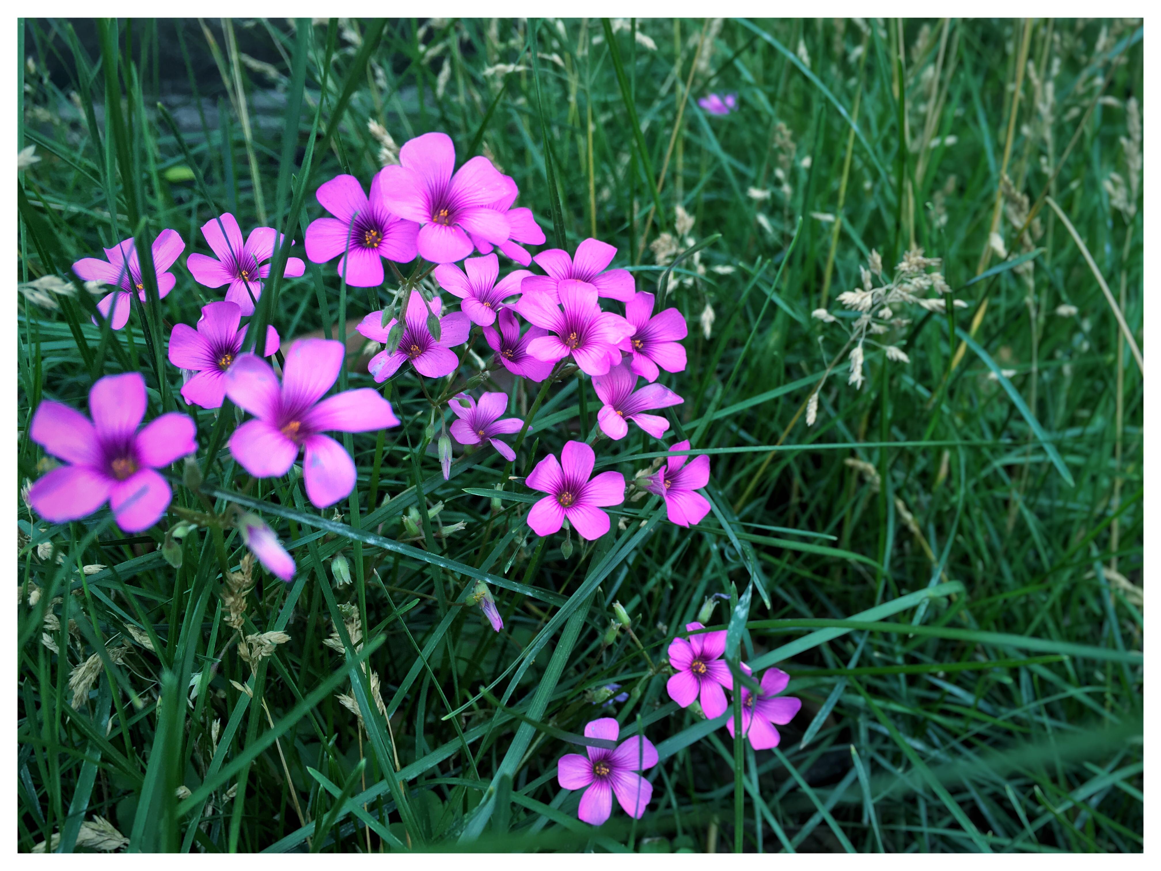 yi xie xiang chang de ge