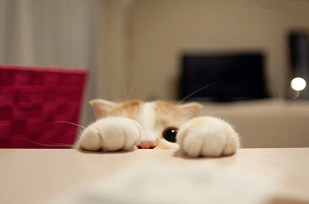 sheng xia fan zi mao bu yi