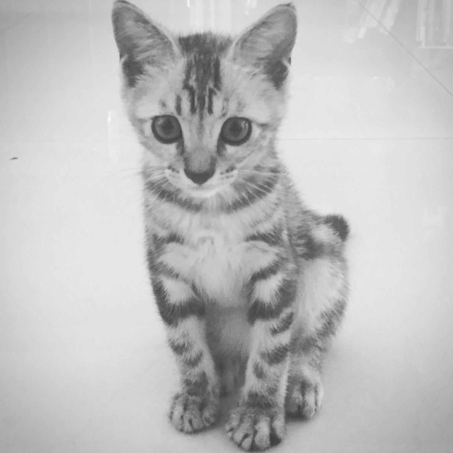 City of Stars fan zi La La Land