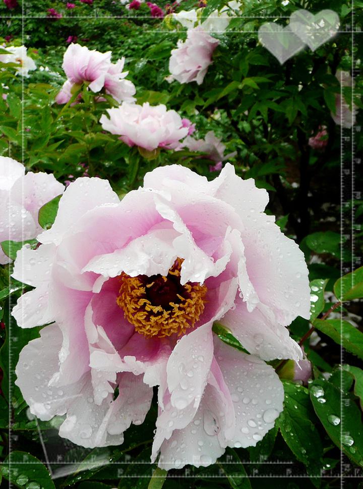 xin sui mu dan hua er kai