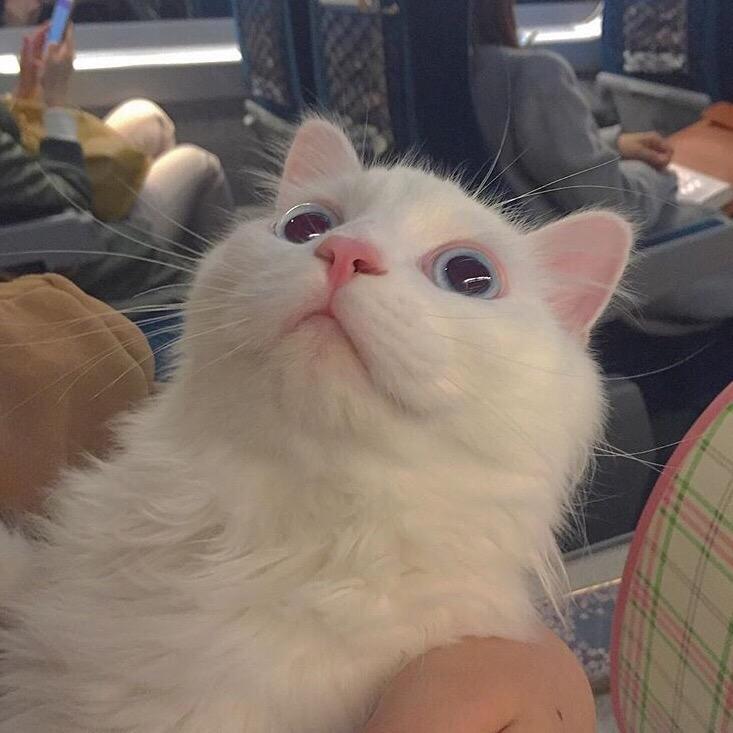 Attention fan zi Charlie Puth