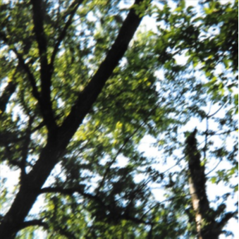  this path holds memories