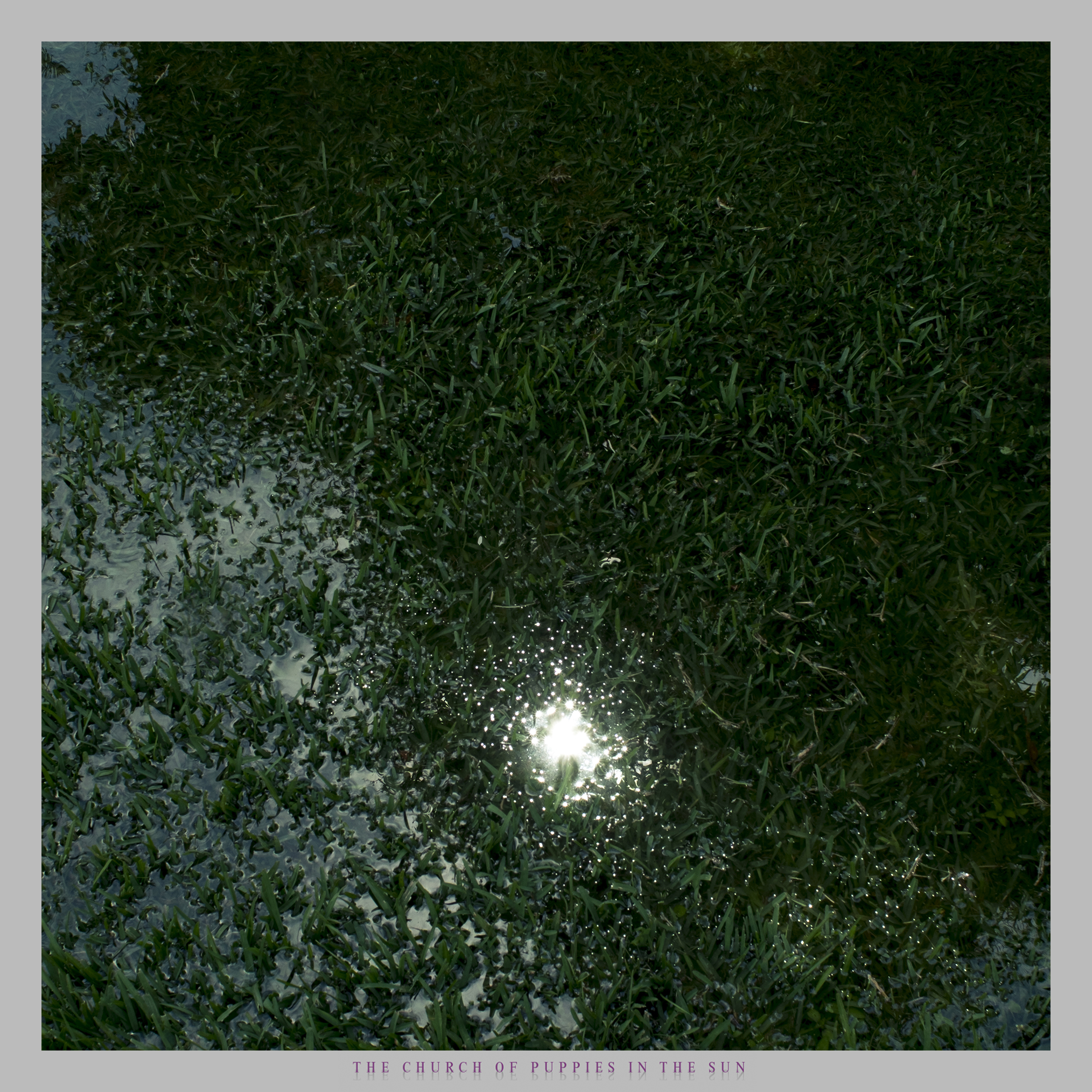 The Church of Puppies in the Sun