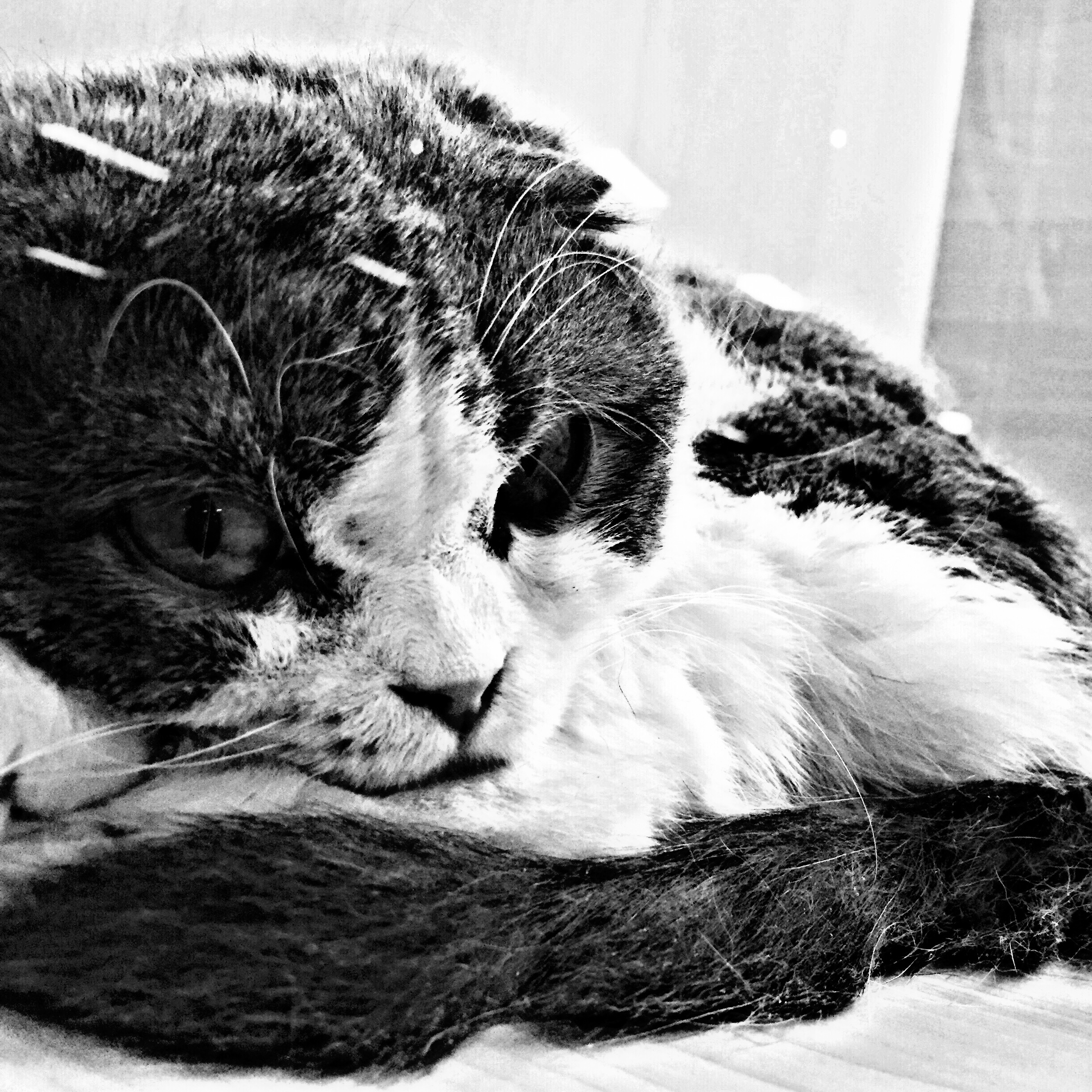 yi ge ren, he wo zui ai de chong wu mao