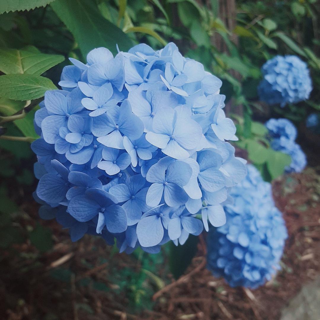 fan chang yi jiu de chun fan