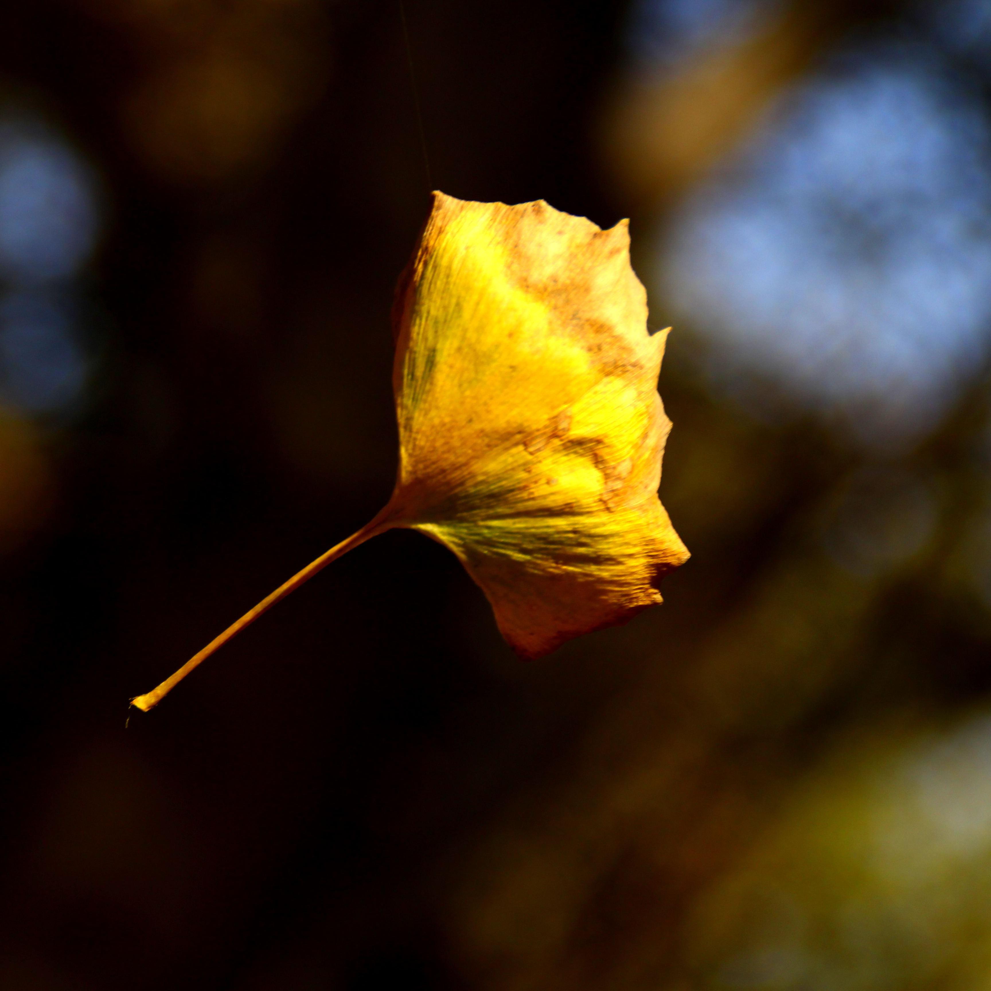 yi ye zhi qiu gang qin qu