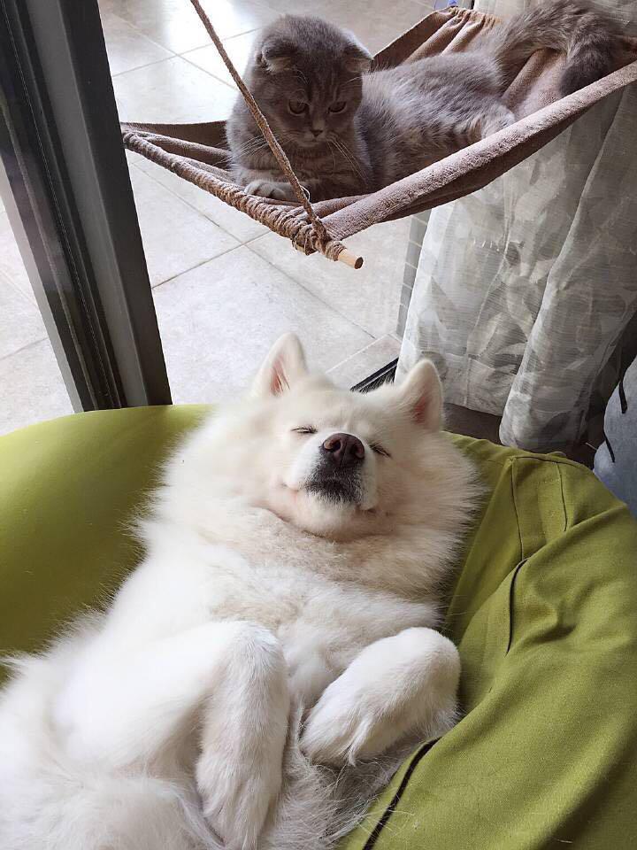 zhao zi ji si nian shi yi zhong bing