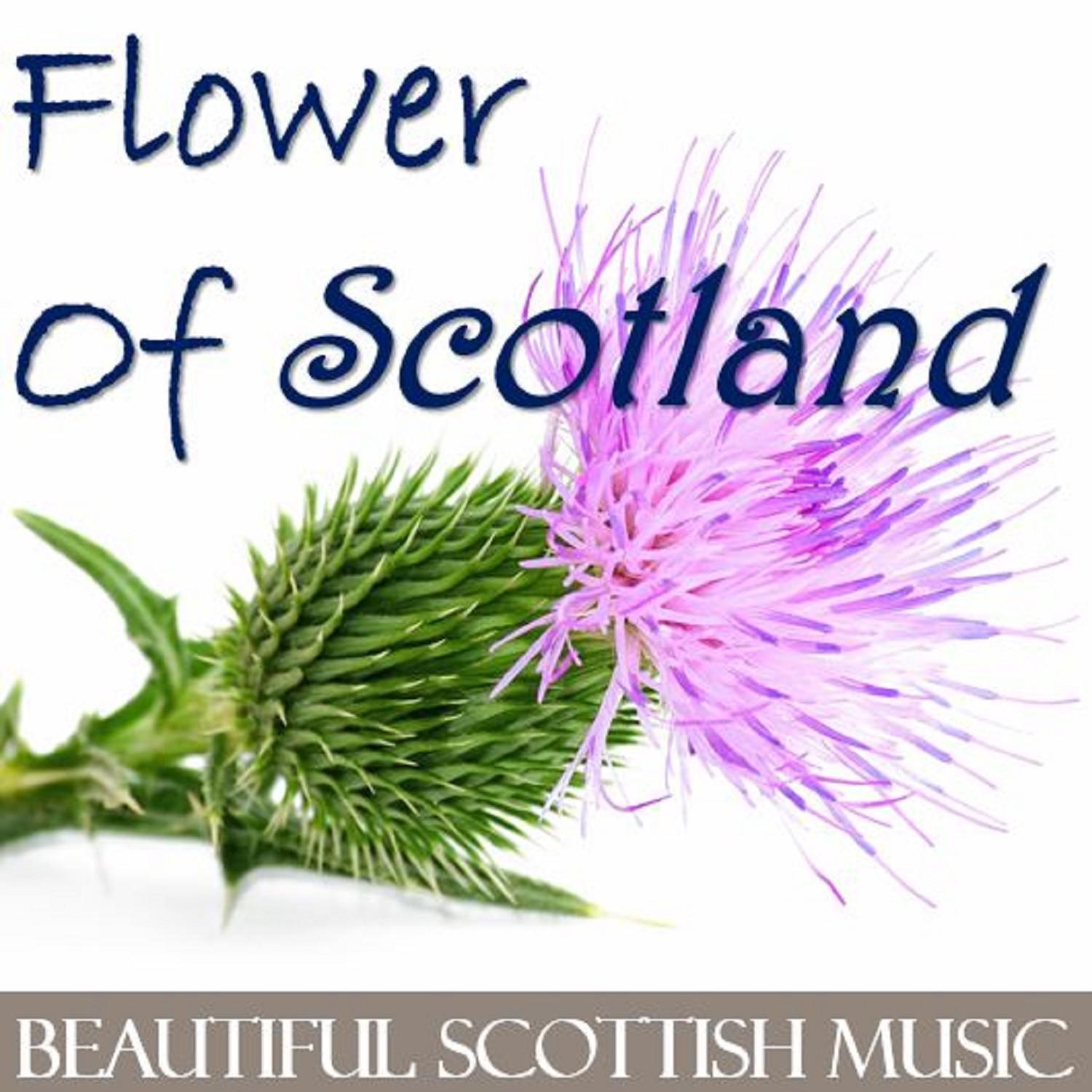 Flower of Scotland: Beautiful Scottish Music