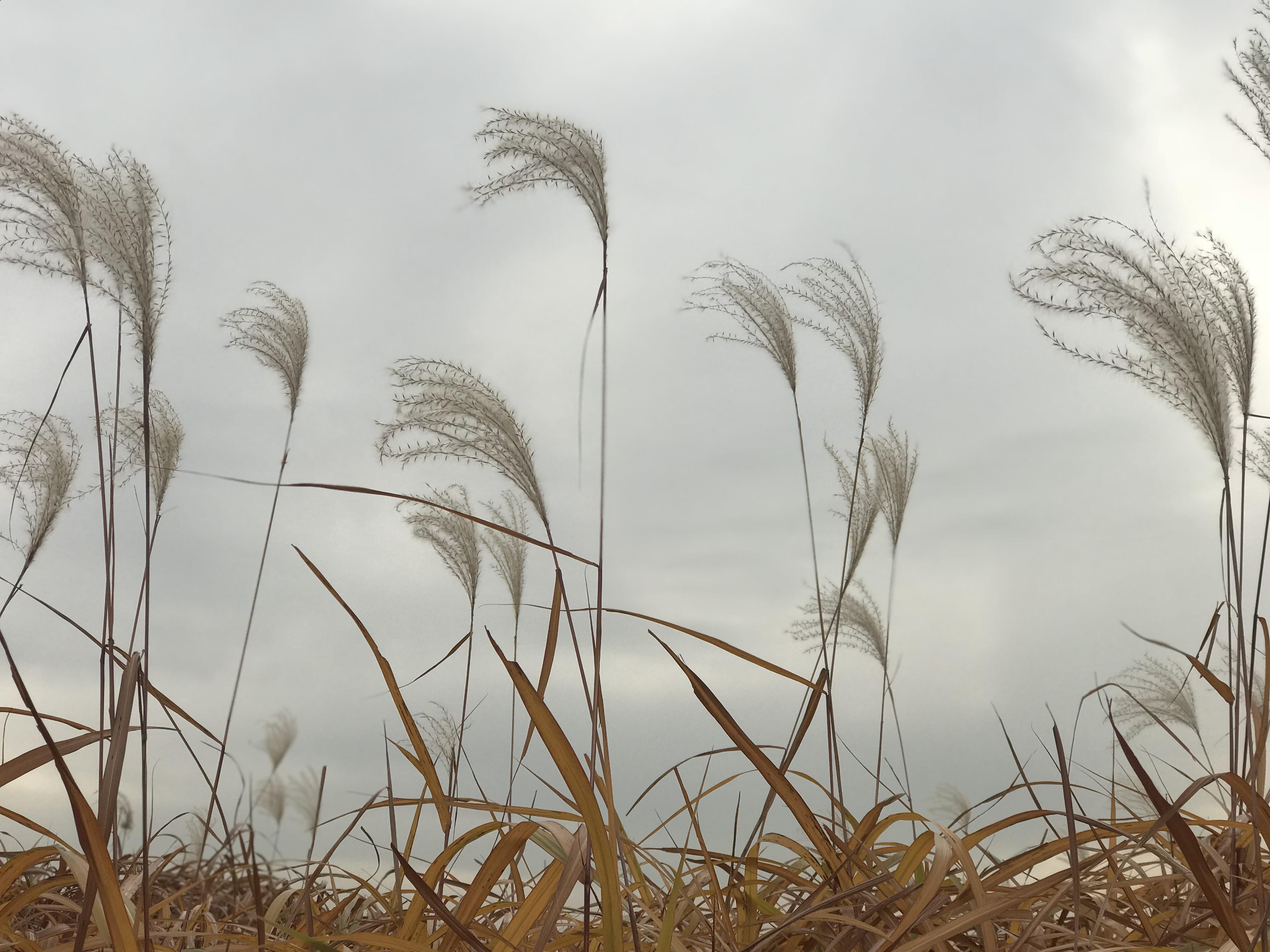zhou ping tao jing bu dai xi bgm fan dan
