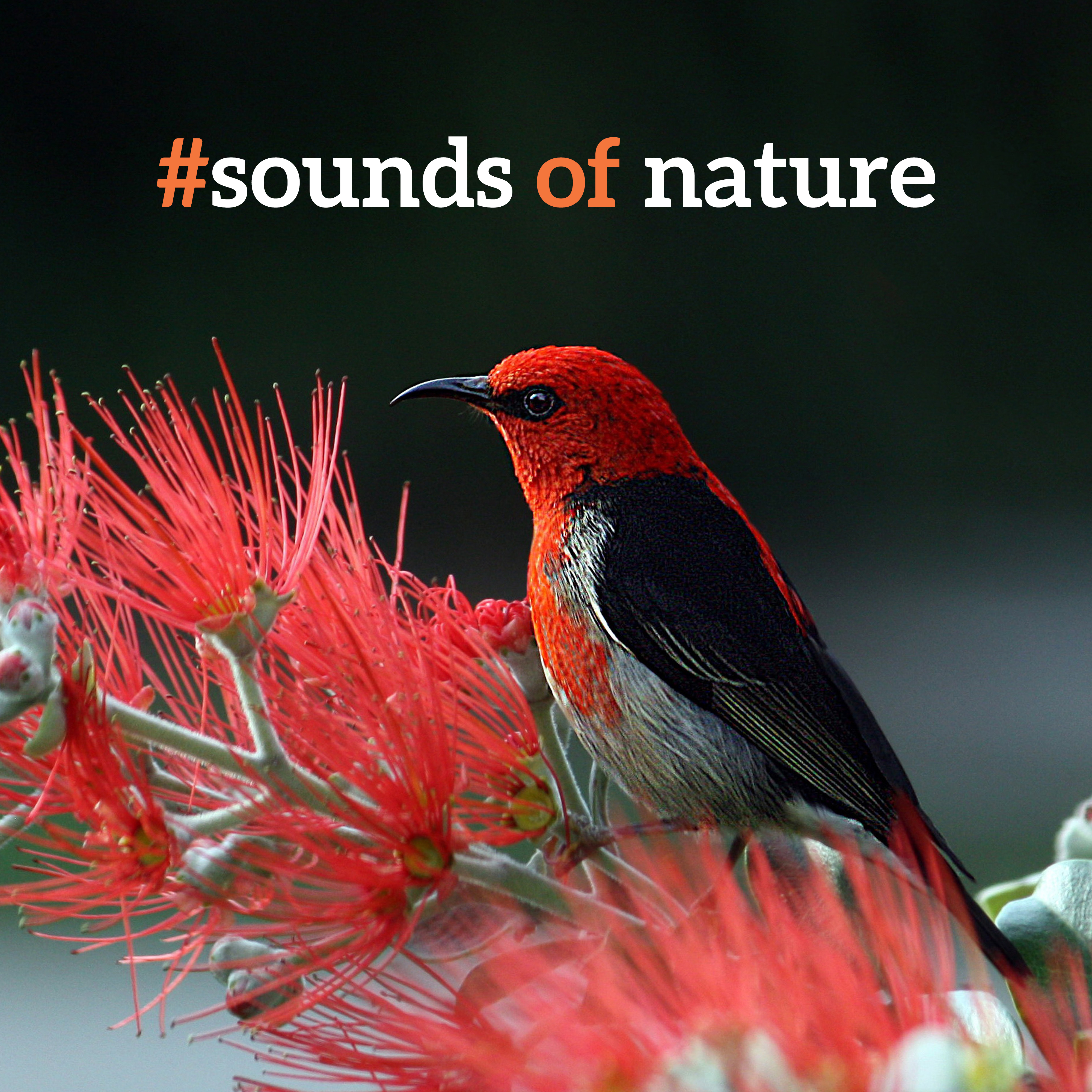 #sounds of nature: Relaxing Piano, Nature Sounds for Rest, Sleep, Deep Meditation, Inner Relaxation, Nature Music 2019