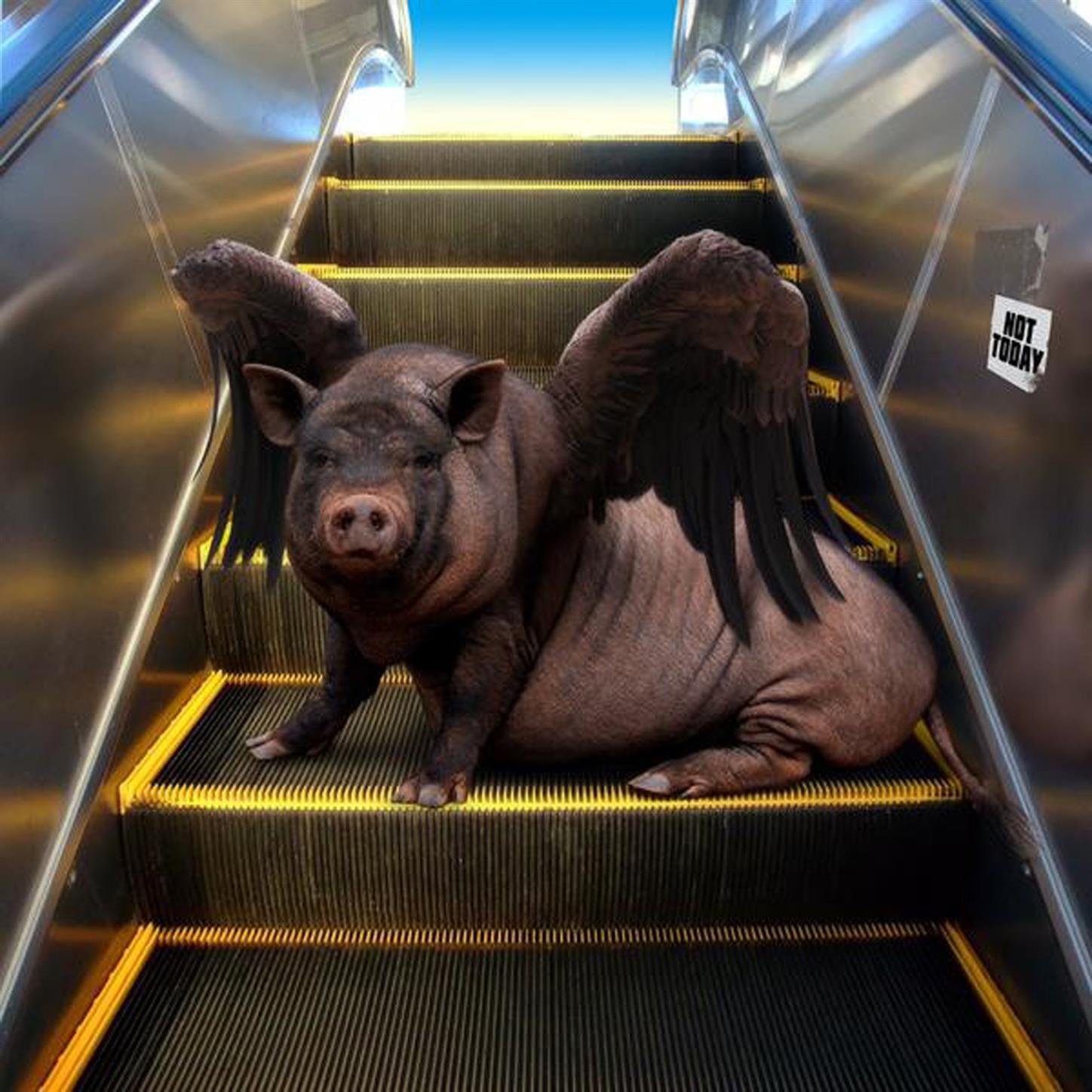 Not Today B/W Chopped; Screw