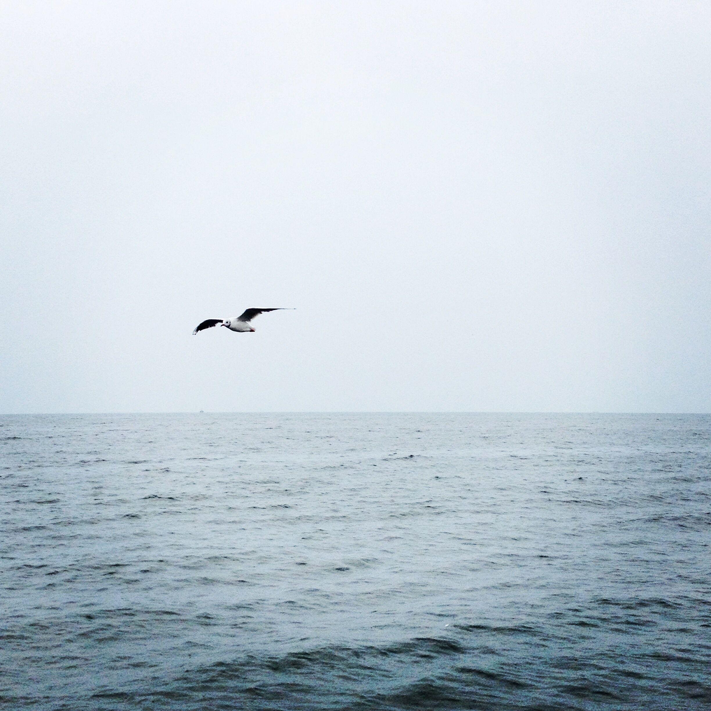 yi ru nian shao mu yang Cover: chen hong yu