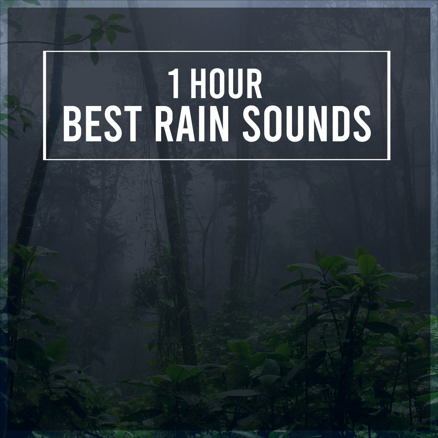 1 Hour of the Best Rain Sounds from 2017