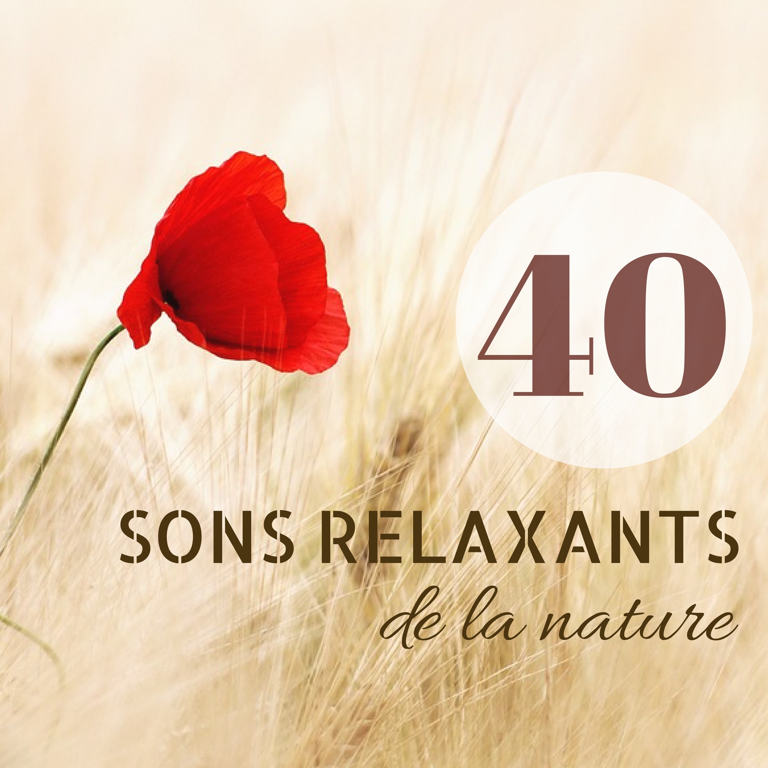 40 sons relaxants de la nature  Musique de fond pour yoga et me ditation