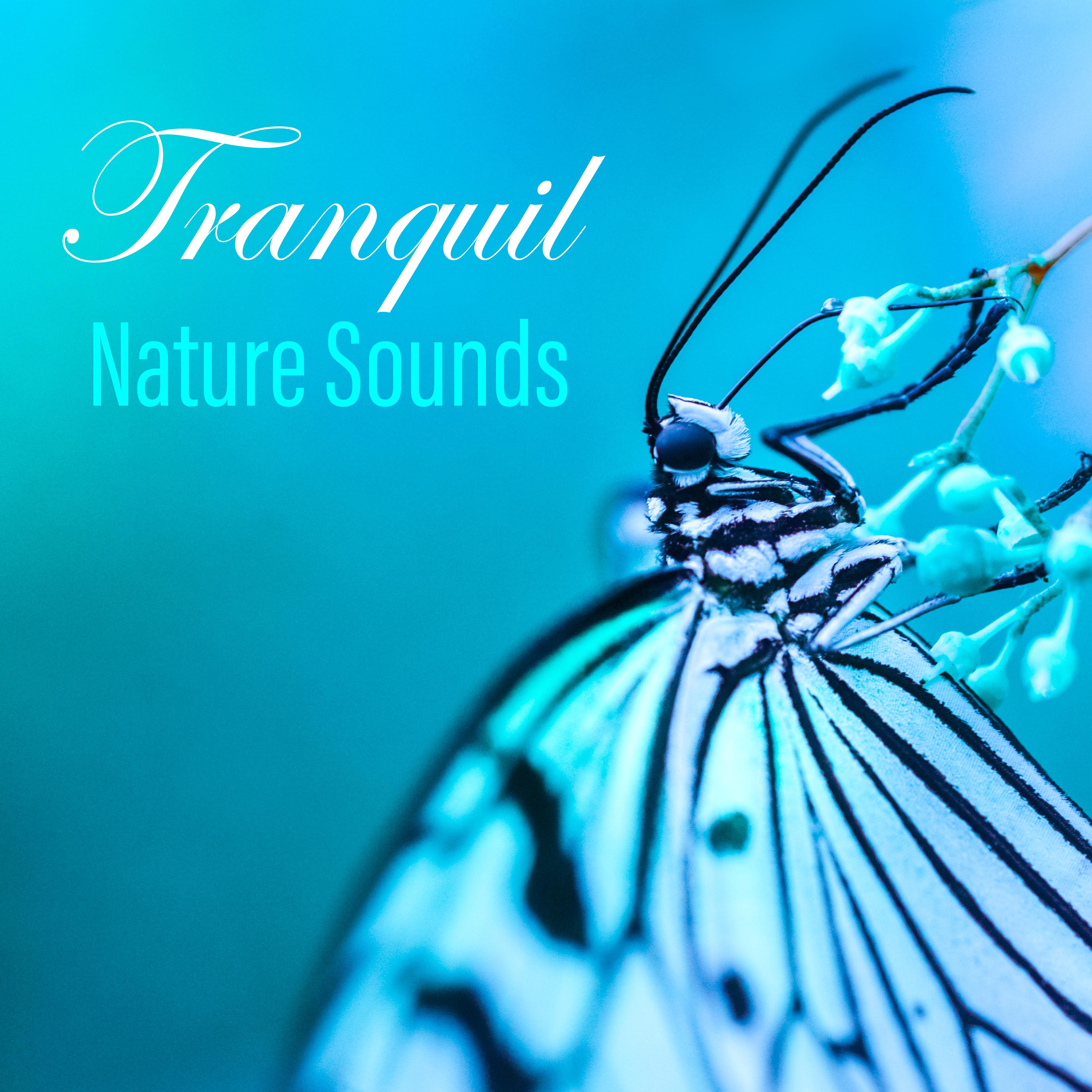 Tranquil Nature Sounds