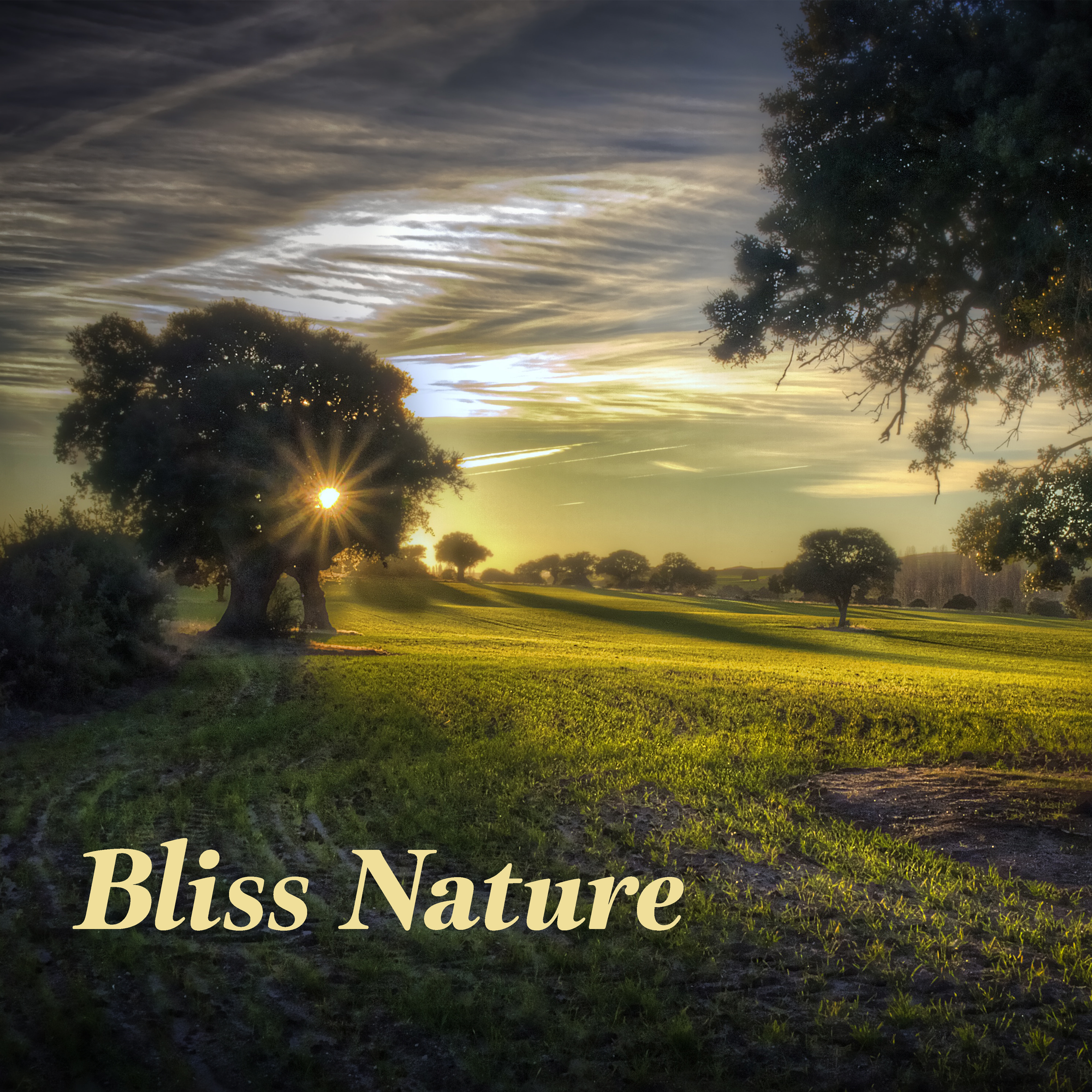 Bliss Nature