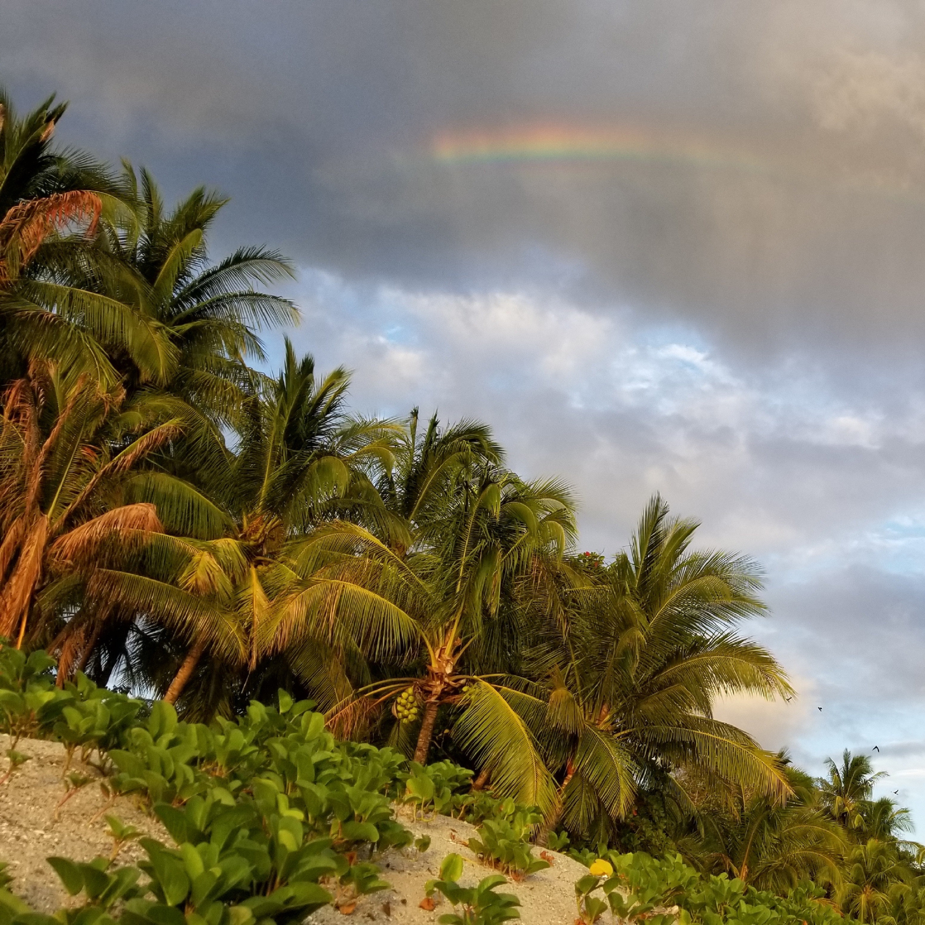 The Mushroom King Again